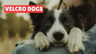 🐕💕 Stick With Me! Understanding Velcro Dogs | The Most Clingy Breeds 🐾