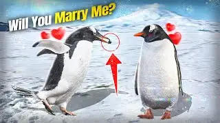 Get Ready to Aww: 8 Most Cutest Animal Facts That Will Make Your Heart Melt | Hidden Facts