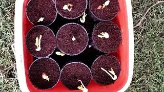 how to germinate seed for Hydroponics? | Seed germination process in Cocopeat | East India Farm