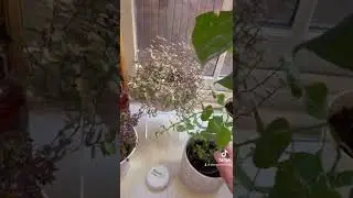 Will you hear a difference in music between these two delicate plants?
