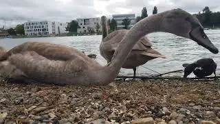 Junge Schwäne🦢 und Hybridente🦆...(Young swans and hybrid duck)