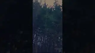 7Seven- Drzewo(Prod: MJBVETZ)