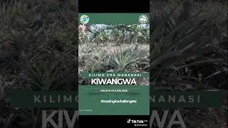 KILIMO NI UTI WA MGONGO KWA NCHI YETU YA TANZANIA.