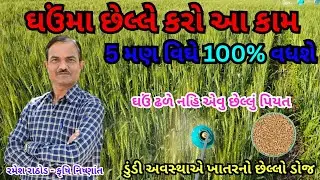 ઘઉં નુ વિઘે ૫ મણ ઉત્પાદન વધારવા છેલ્લી માવજત | ઢળતા અટકાવવા અને દાણા ની સાઈઝ, ક્વોલિટી માટેનુ ખાતર