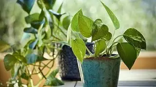 How To Grow Money Plant in Soil | how to get more plants from one cutting | Easy To Grow Money Plant