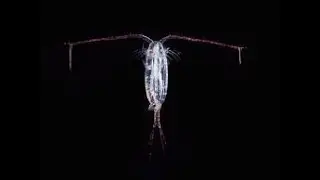 Calanus Finmarchicus: een nieuwe, duurzame bron van omega 3-vetzuren met een breed potentieel.