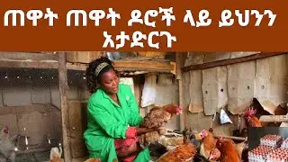 ጠዋት ጠዋት ዶሮዎ ላይ እነዚህን ካደረጋችሁ እንቁላል ይቀንሳሉ 