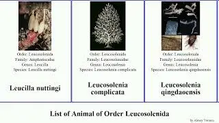List of Animal of Order Leucosolenida sycon paraleucilla featuring magna simplex elegans indica