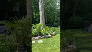September heat wave #newyork #garden #coldhardy #longisland #cool #tropical #relaxing