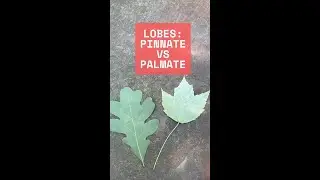 Leaf Lobe Diversity!