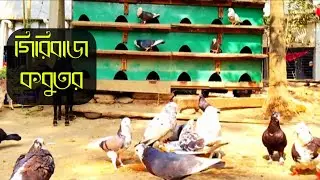গিরিবাজ কবুতর | দেশি গিরিবাজ কবুতর | beautiful pigeons video,amazing pigeons video,pigeons video 