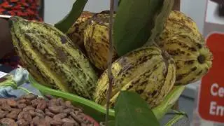 Transformation du cacao : Ecoya, le chocolat parfum  femme (Dossier)