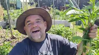 making  green fertilizer for FREE with Comfrey