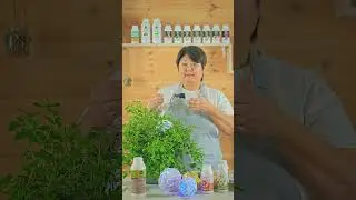 🌿 УКОРЕНЕНИЕ ПЕТУНИИ: Лучший субстрат + Схема подкормки для 100% приживаемости!