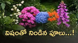 విషంతో నిండిన పూలు I Most poisonous flowers in the world I అందమైన పూలలో దాగిన ప్రమాదం