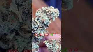 Harvest ✂️ The Day we waiting for 🌿 #shorts #youtubeshorts