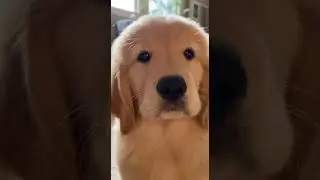 Can You Resist This Puppies&rsquo; Big Puppy Eyes Melting Your Heart #puppies #cute #dogs