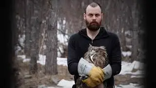 Поиски и спасение самой большой совы в мире