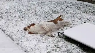Buck enjoying the first snow flakes of the winter