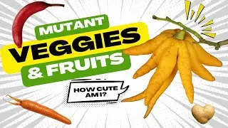 Mutant Veggies and Fruit &ndash; Naturally Grown with Weird Shapes and Genetic Twists! - Science for Kids