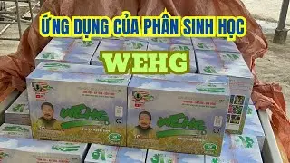 ƯU ĐIỂM CỦA PHÂN SINH HỌC WEHG