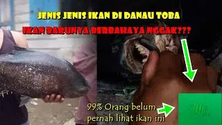 Jenis ikan di danau toba. Ada yang baru, kira2 bahaya nggak. (spearfishing danau toba)