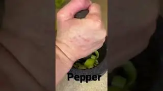 Why crush pepper so satisfying asmr