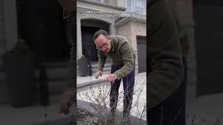 WHY YOU SHOULD NEVER PRUNE YOUR LILAC IN SPRING 🌸 Frankie Flowers