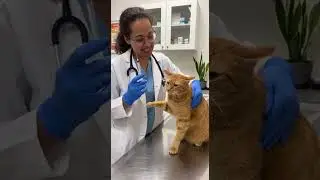 NOBODY LIKES NEEDLES 😹 #funny #cute