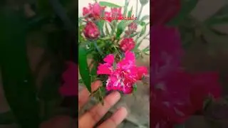 #sad #flowers #nature #garden