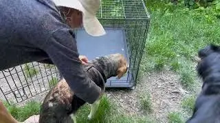 Precision Pet Products One Door Provalue Wire Dog Crate Review