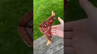 Impressive Atlas Moth Colorful Display