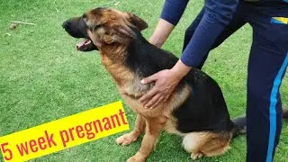 German shepherd 5 week pregnant female