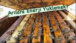 Arıcılık, Çerçeve Üstü Şurup Beslemesi | Lima Arıcılık