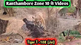 Ranthambore Zone 10 के Videos Tiger T -108 (Jai) I Tiger Sighting at Ranthambore Zone 10 I BEST ZONE