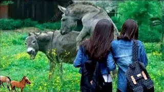 Amazing Horse Meeting 🐴 | Village Animals Bonding | Beautiful Animal Video