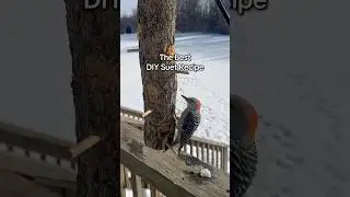 🐦SAVE THIS! DIY bird seed suet recipe #birds #birdwatching #birdfeeder #birdfeeding
