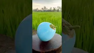 Satisfying! Slicing Coconut Beauty #fruit #coconut #slicing #asmr #shortfeed