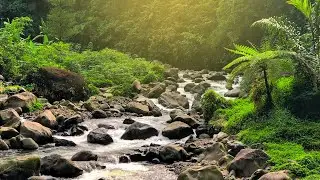 Calming Forest Sounds &ndash; Birds Chirping, Running Water ASMR | Stress Relief