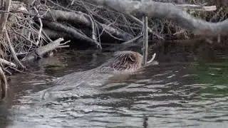Various European Beaver Clips - The Trossachs & Breadalbane