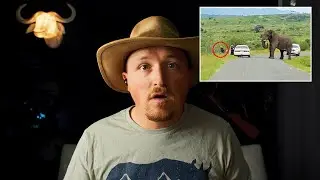 Man Jumps Out Of Car To Run Away From Elephant | Safari Guide Reacts