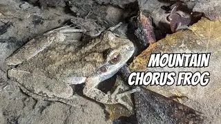 Mountain Chorus Frog Call | Pseudacris brachyphona