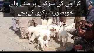 Goat Kids Sale at The Street Of Karachi Gulabi Bakri kay Bachay Cute Goat kids