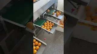 Vegetables and fruits grading machine by size roller grading machine #gradingmachine