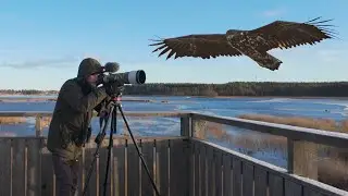Eagle Attacking Ducks on Icy Lake || Cinematic Drone Footages on Snowy Lake