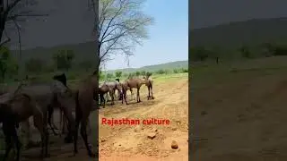Rajasthan(rajputana)real culture with camel 🐪 #beautiful #culture #rajasthan #rajputana #bhumi 👑
