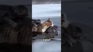 A Dog Risked Everything to Save a Frozen Cat and Her Kittens#animals#wildlife#short #rescue