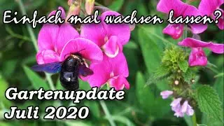 Einfach mal wachsen lassen, Gartenupdate Juli 2020