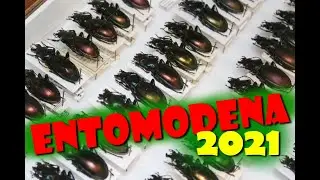 EntoModena - settembre 2021 (parte 1)