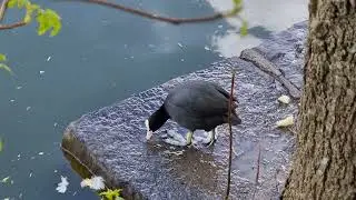 лысуха